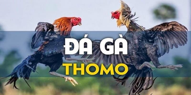 Cách tham gia Đá Gà trực tuyến tại 69VN